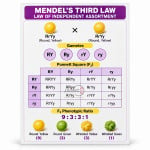 Mendelian Inheritance (Mendel's Third)